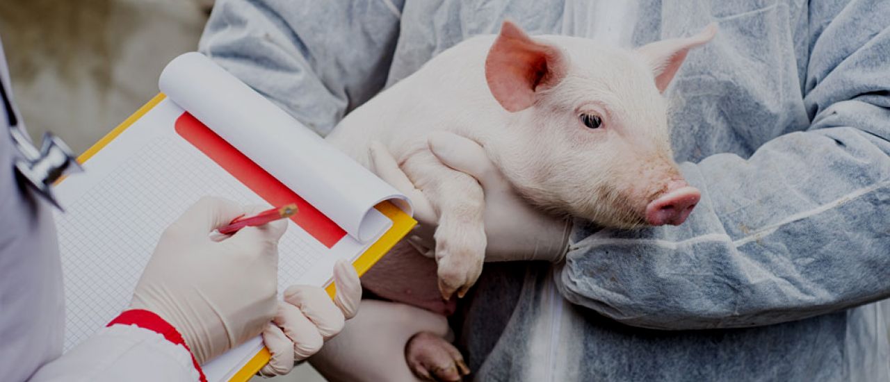 Pork meat has enhanced its quality thanks to investigations on animal feeding